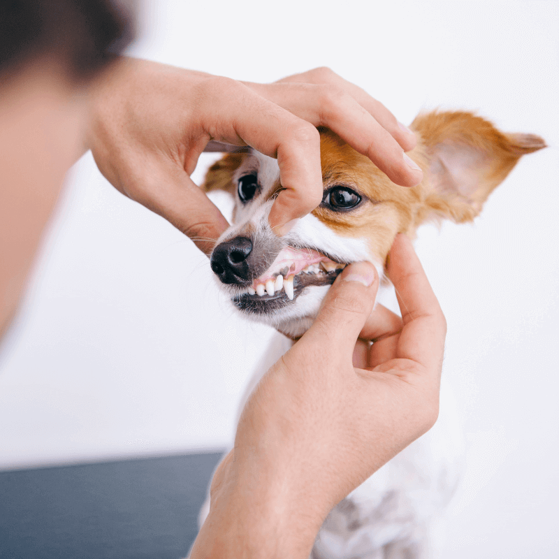 A picture of a dog's mouth with their teeth exposed.