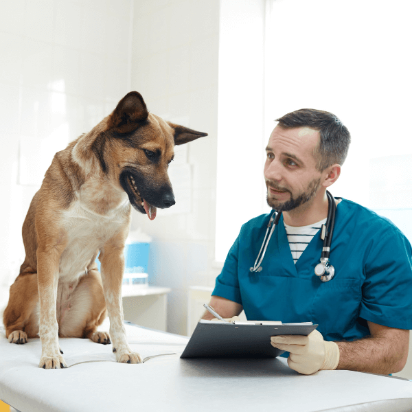 how often should a dog get blood work