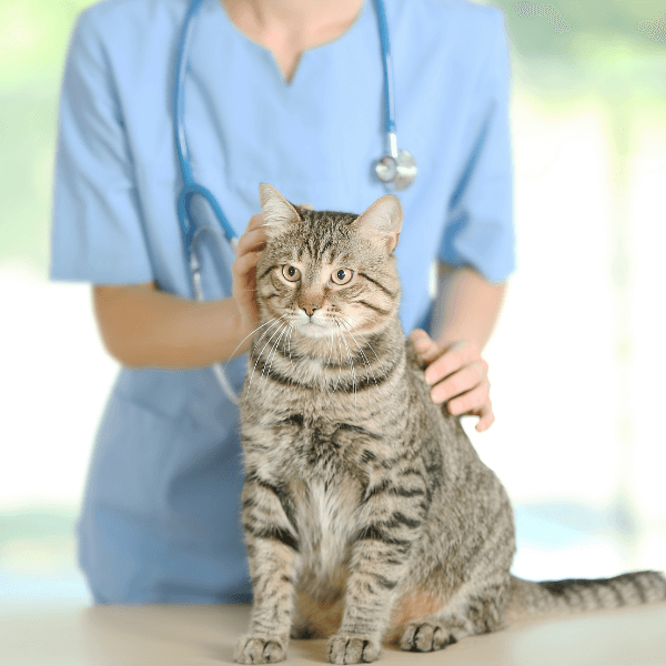 a picture of a gray cat and a vet