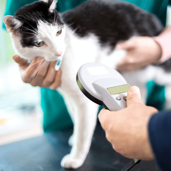 a picture of a cat's microchip getting scanned