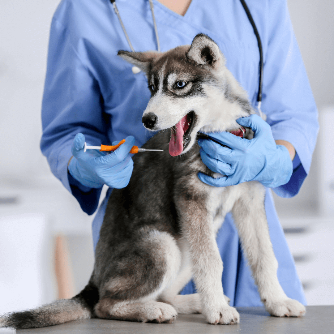 What is the Best Pet Microchip Registry? Ponderosa Vet Clinic