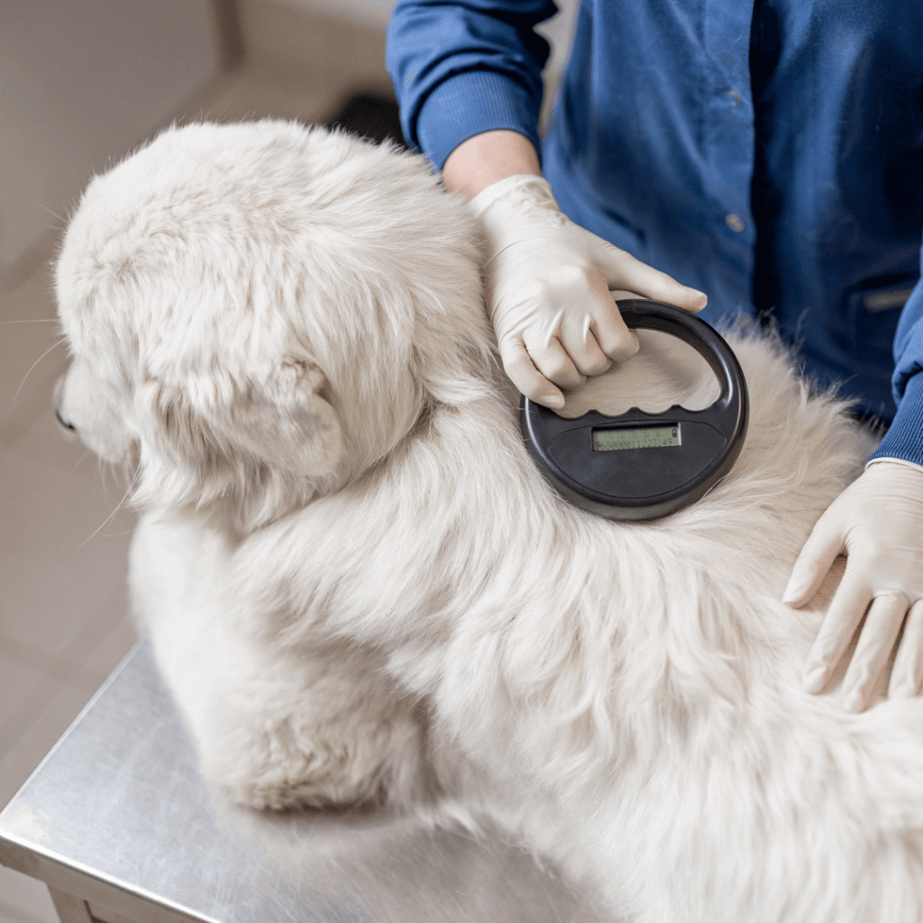 a picture of a dog's microchip getting scanned