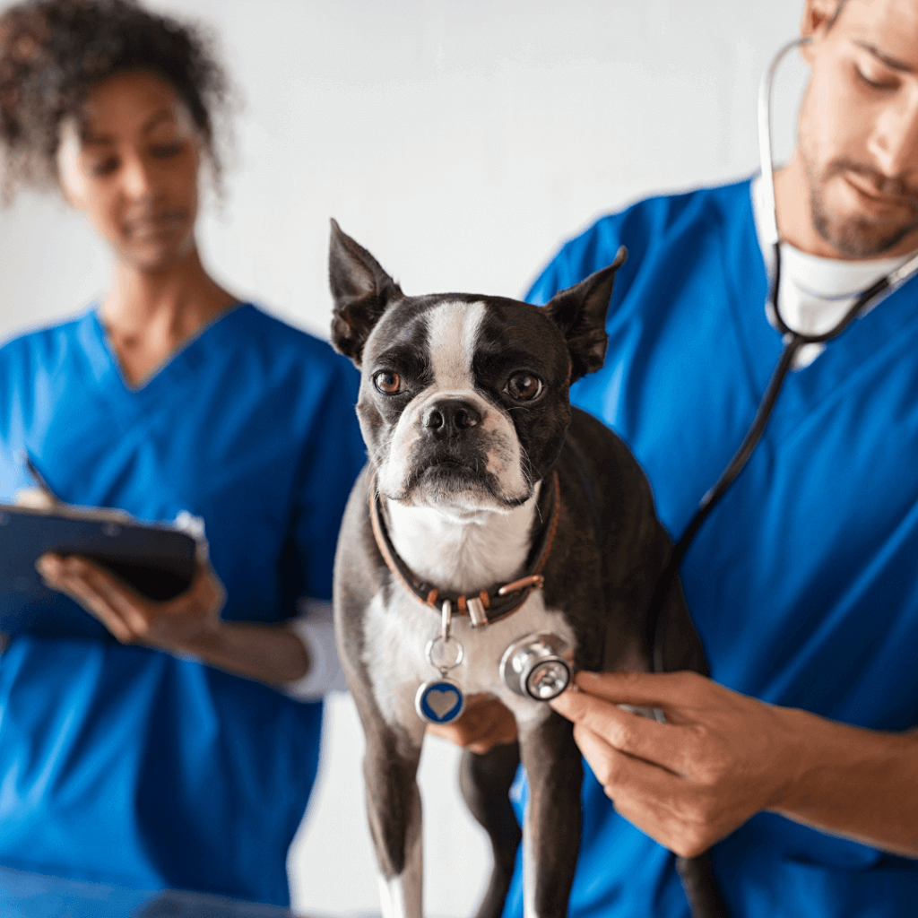 a picture of a dog at the vet