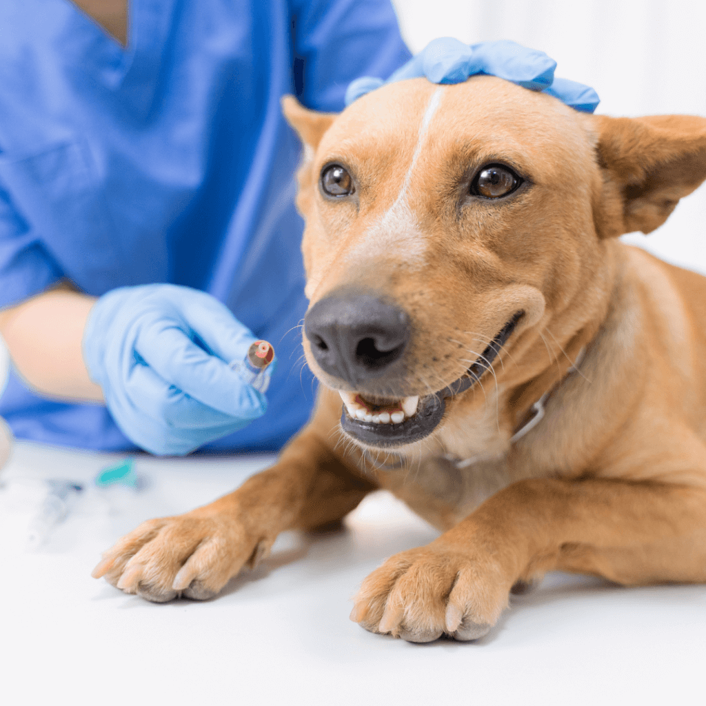 A picture of a tan dog getting vaccinated.