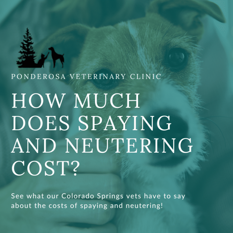 How Much Does Spaying and Neutering Cost? | Colorado Vet Clinic