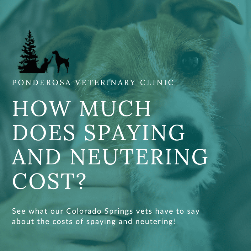 A picture of a Ponderosa Veterinary Clinic blog graphic that reads, "How Much Does Spaying and Neutering Cost? See what our Colorado Springs vets have to say about the cost of spaying and neutering."