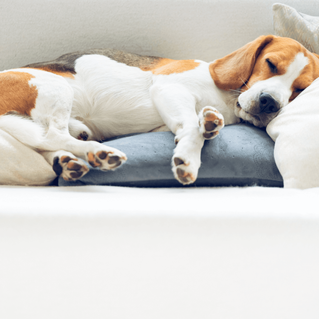 A dog sleeping on a blue pillow on a white couch