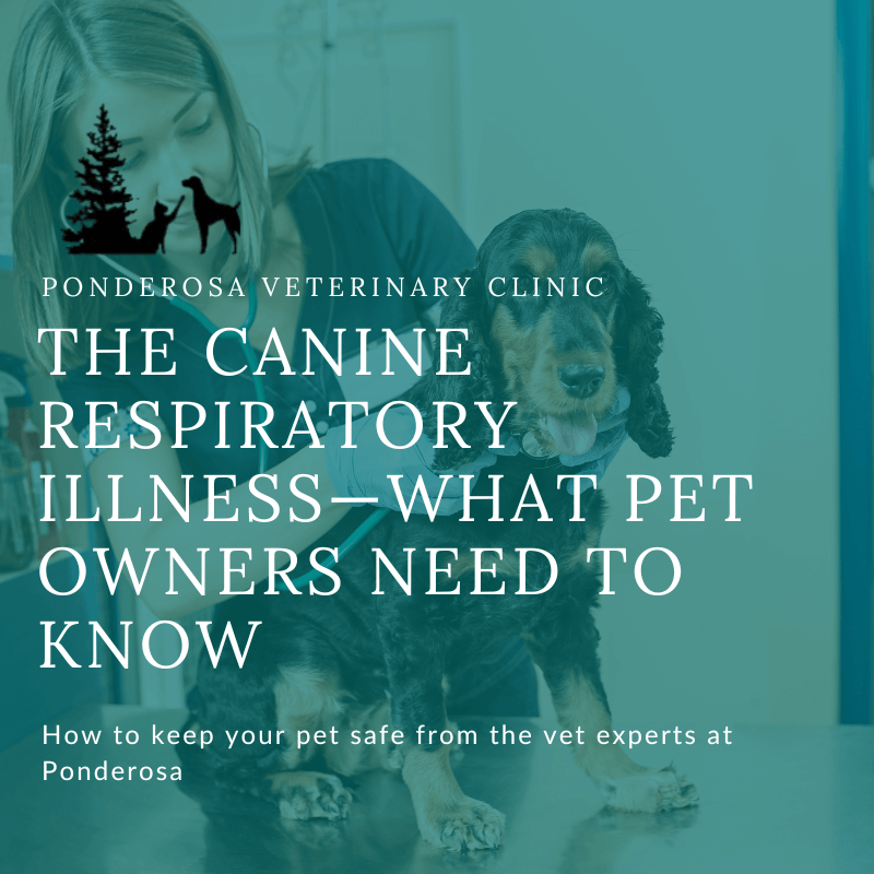 Canine Respiratory Illness — What to Know Colorado Vet Clinic