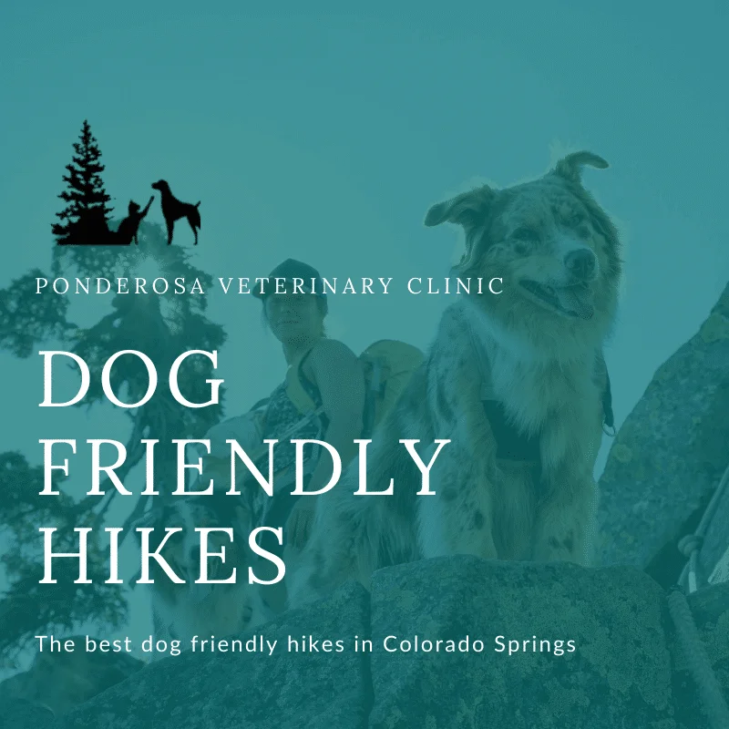 graphic showing dog friendly hikes in colorado springs
