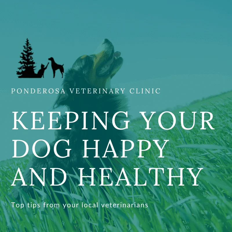 graphic showing hot to keep your dog happy and healthy