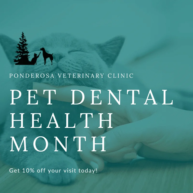 graphic showing dental health month