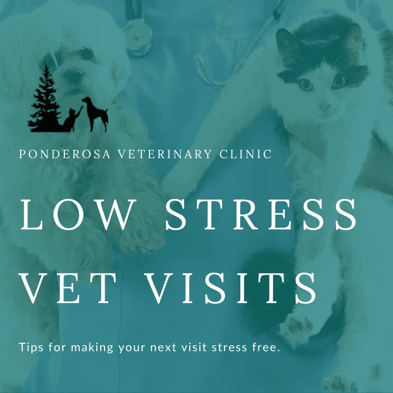 graphic showing tips for taking your cat to the vet