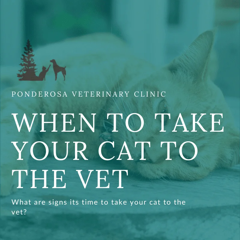 graphic showing when to take your cat to the vet