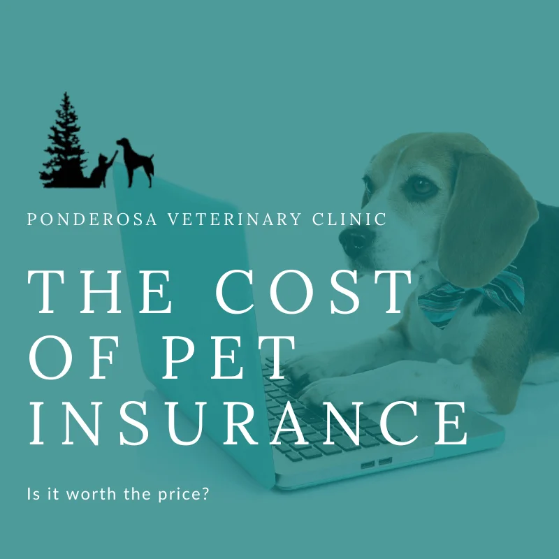 graphic showing the cost of pet insurance