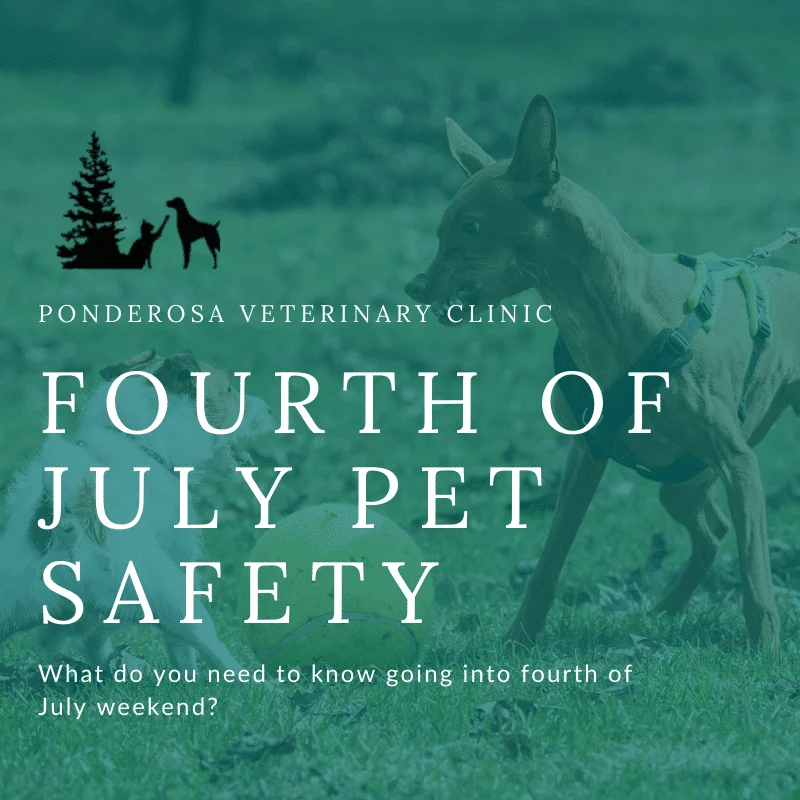 graphic showing fourth of july pet safety colorado springs