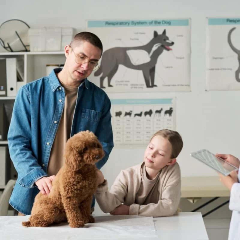 Blood Work for Dogs: When to Get it and Why It's Recommended - Ponderosa Veterinary Clinic