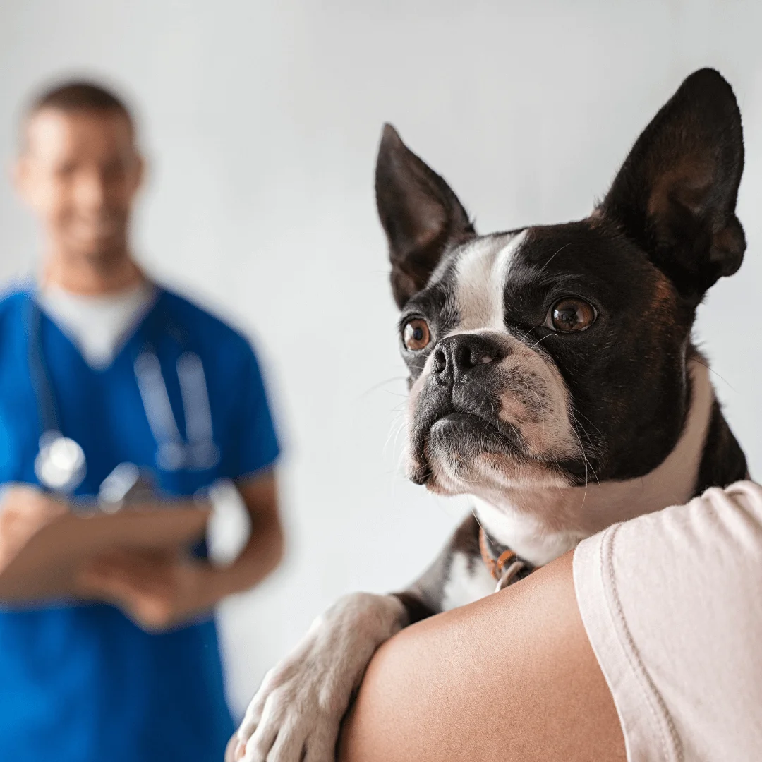 a picture of a dog at the vet getting a shot