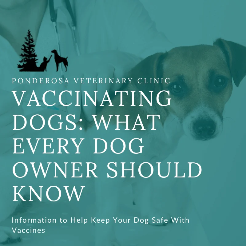 This graphic has a picture of a dog lying down as they are receiving a shot. There is a deep green overlay on top of the image with a title that reads, "Vaccinating Dogs: What Every Dog Owner Should Know".