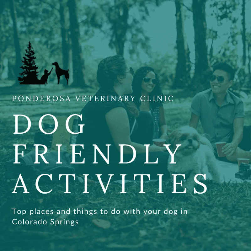 dog friendly activities colorado springs