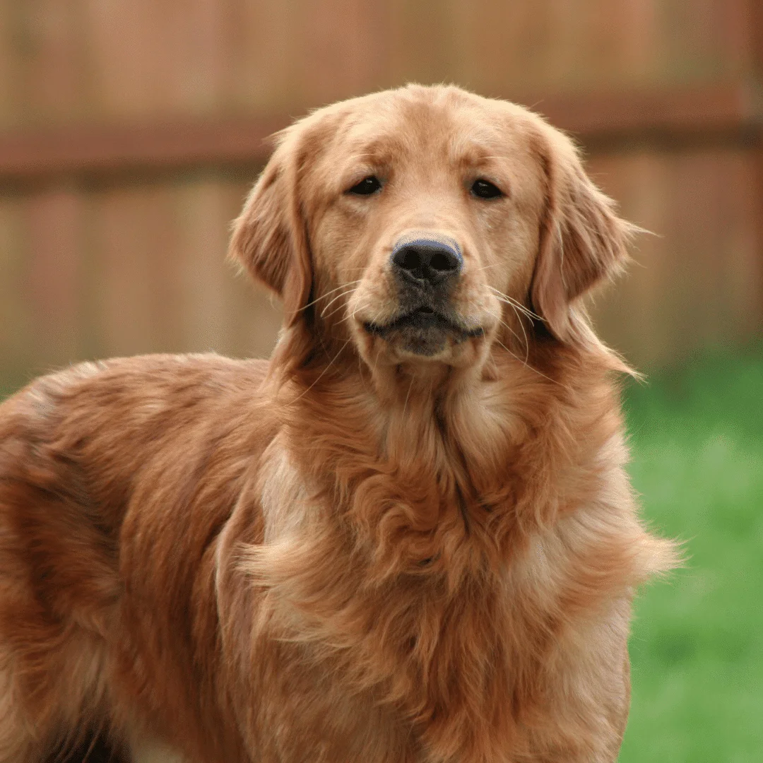 close up of golden retriever