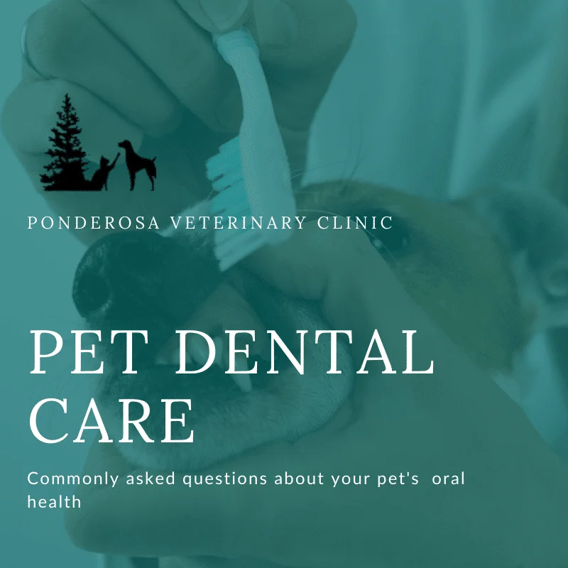 cleaning a dogs teeth