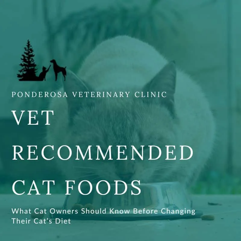 Vet Recommended Cat Food: What Cat Owners Should Know Before Changing Their Cat’s Diet - Ponderosa Veterinary Clinic