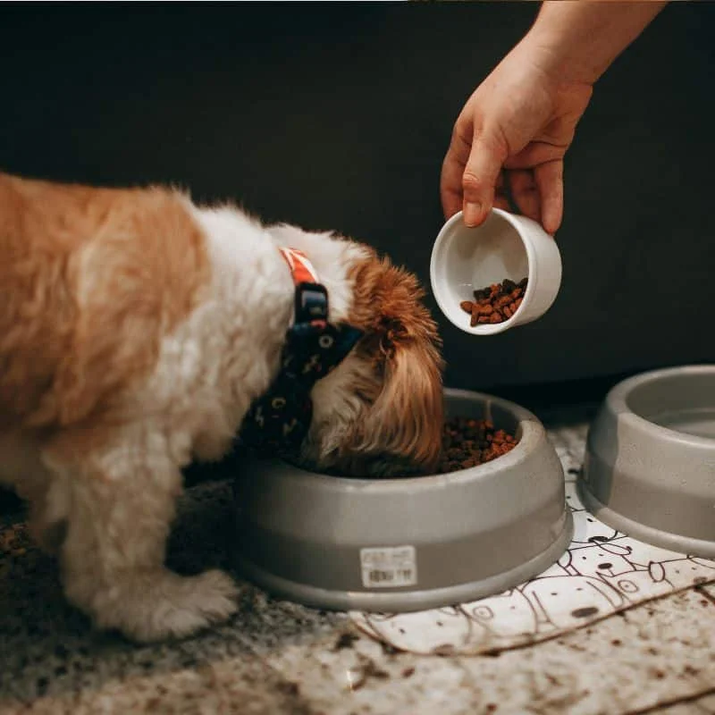 How to Care for a Pregnant Dog - Ponderosa Veterinary Clinic