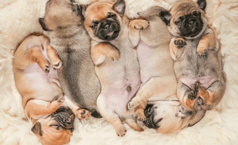 When Can A Puppy Be Neutered?-Ponderosa Vet Clinic