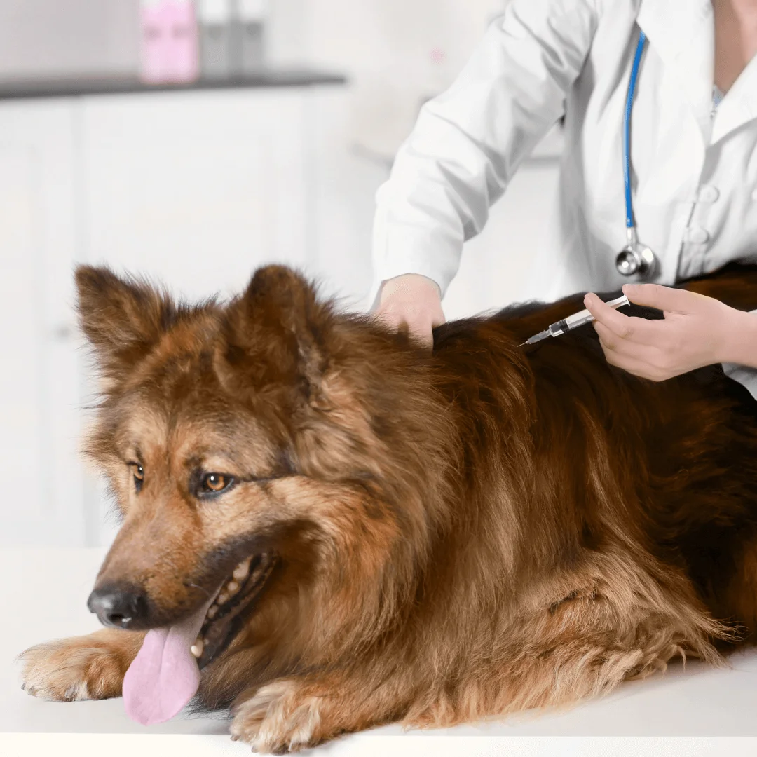 A picture of a brown dog getting vaccinated.