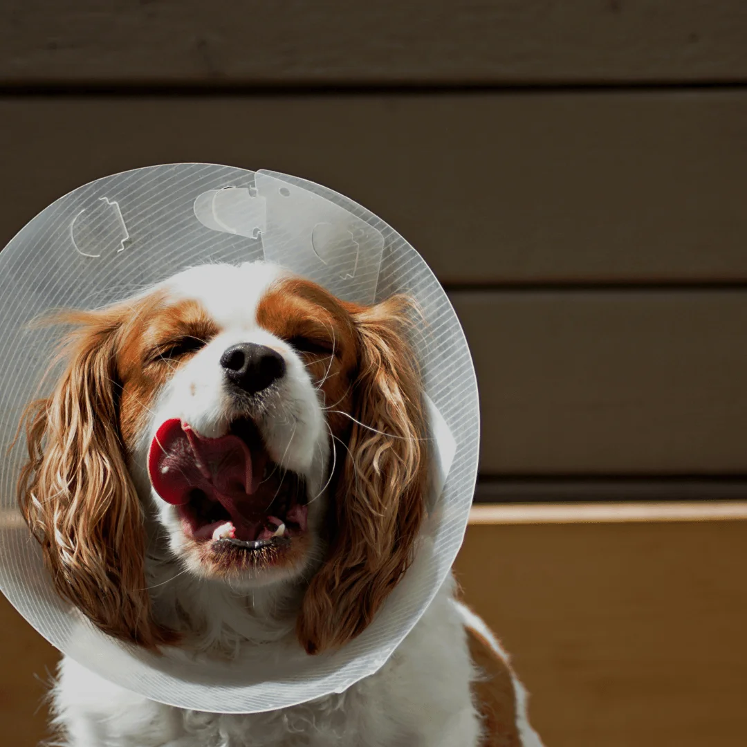 A dog with a cone around his neck licking his teeth.