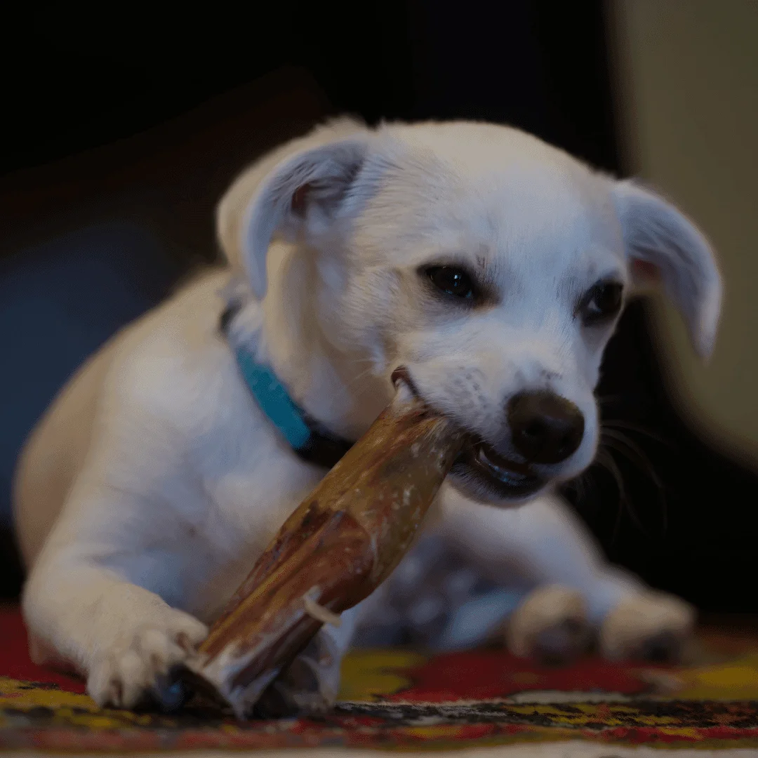 A picturing of a dog chewing on a bone.