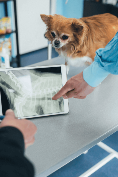 A picture of a vet x-ray on a dog.